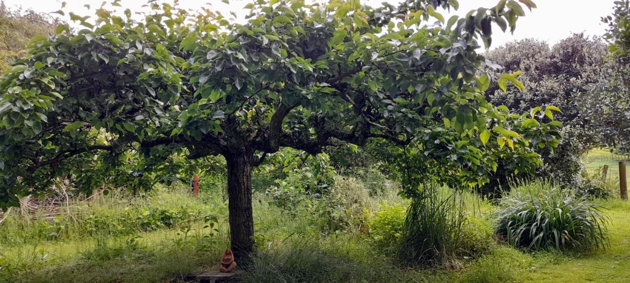 تاومارونوي Earthsounds Country Cottage المظهر الخارجي الصورة